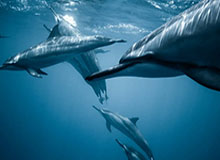 天天斗地主-U23男足亚洲杯呈现新格局 中国队迎来更大考验